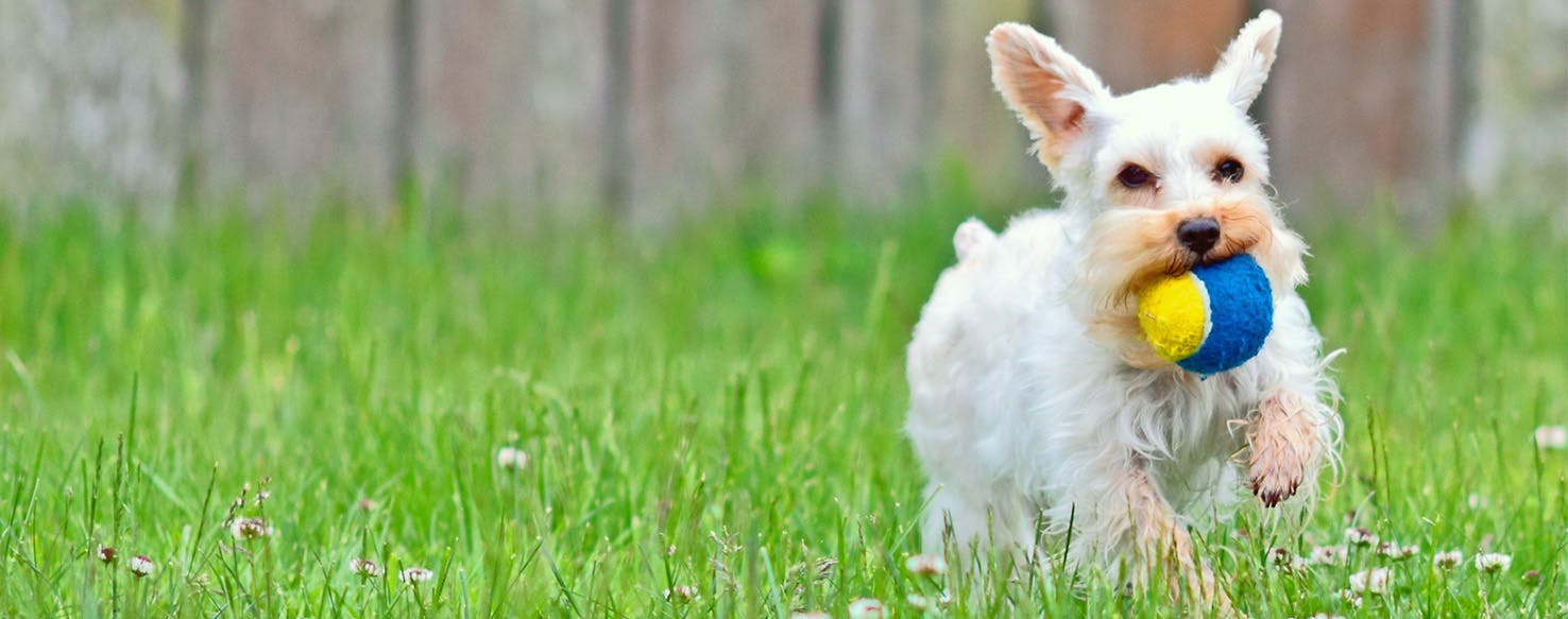 Dog Names Meaning Mellow Popular Male And Female Names Wag 